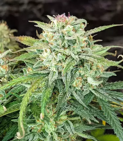 Original Auto Sour Diesel (Fast Buds) Cannabis-Samen