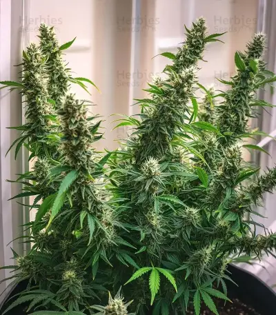 Purple Stilton Auto (Auto Seeds) Cannabis-Samen