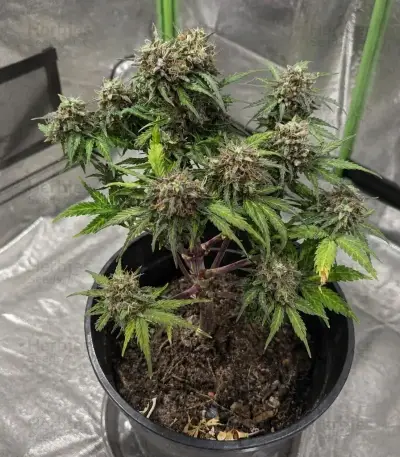 Quick One Auto (RQS) Cannabis-Samen