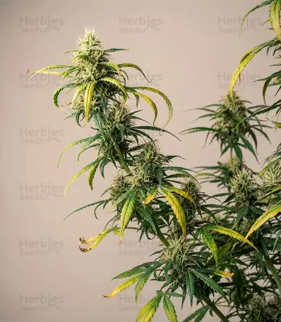 Shamanic Haze (De Sjamaan Seeds) Cannabis-Samen