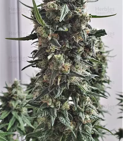 Shogun (RQS) Cannabis-Samen