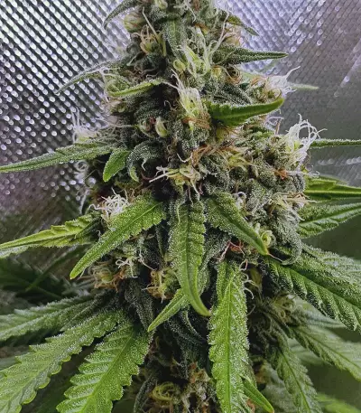 Shogun (RQS) Cannabis-Samen
