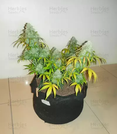 Sour Bubbly Auto feminisierte Samen (Mephisto Genetics)