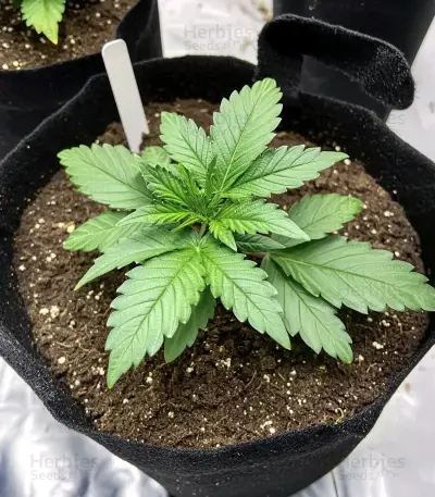 Sour Diesel (RQS) Cannabis-Samen