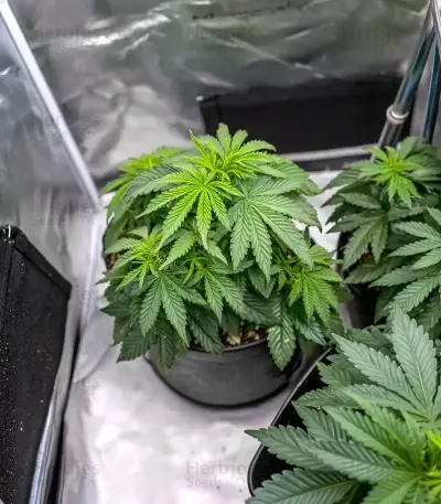 Super Boof feminisierte Samen (Barney's Farm)