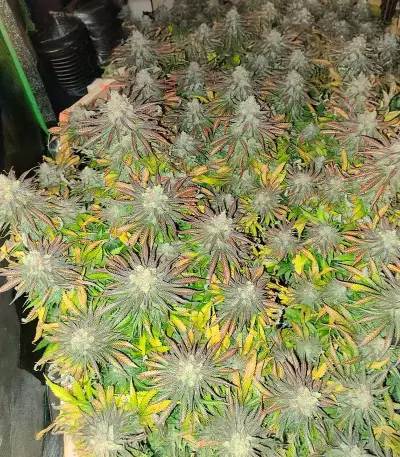 Wombat (BlimBurn Seeds) Cannabis-Samen