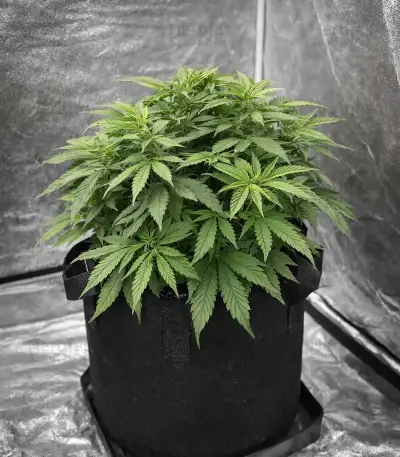 Zillions (Barney's Farm)