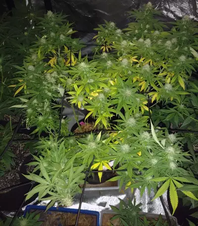 Psychofruit Auto (Cream of the Crop Seeds) Cannabis-Samen