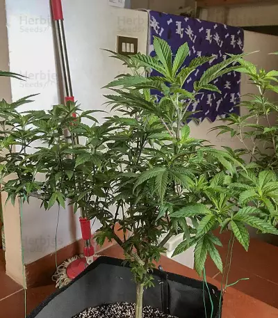 Wedding Cake (Seedstockers) Cannabis-Samen