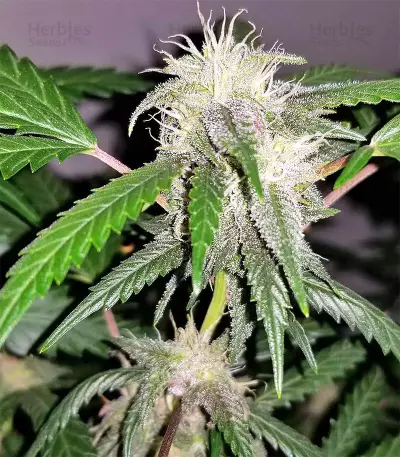 Auto Purple Gorilla (Short Stuff Seeds) Cannabis-Samen