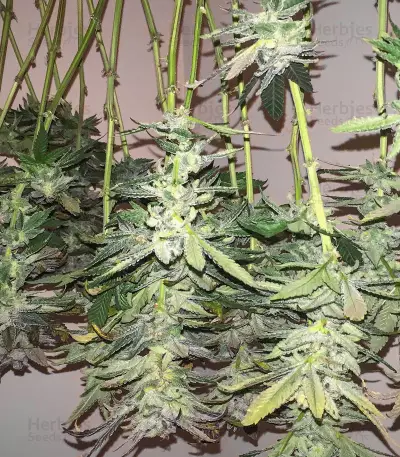 Big Bud strain