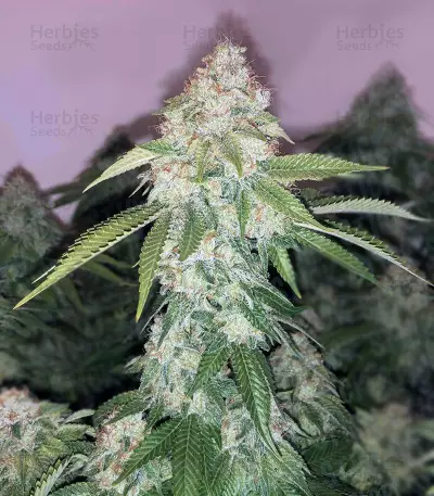Bruce Banner #3 Fast strain