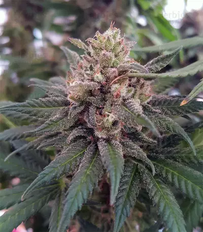 Bruce Banner strain