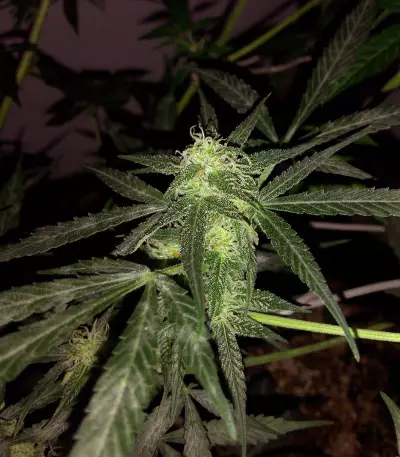 Buddha Deimos Auto regular (Buddha Seeds) Cannabis-Samen