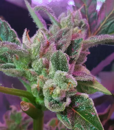 CBD 1:1 Silver Lime Haze Autoflower (Seedstockers)