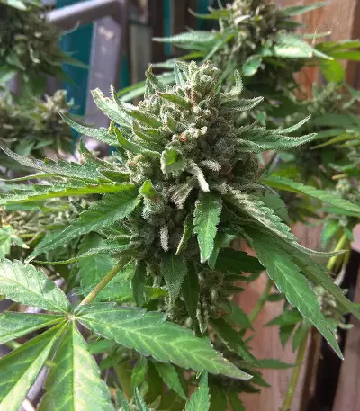 Crazy Mouse Cheese (Kera Seeds)