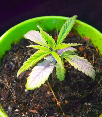 Dinamed CBD Plus (Dinafem Seeds) Cannabis-Samen