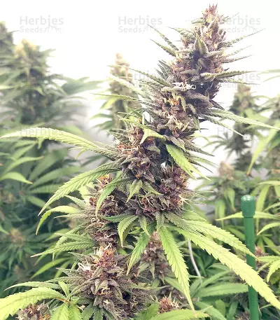 Durban Regular (CannaBioGen) Cannabis-Samen
