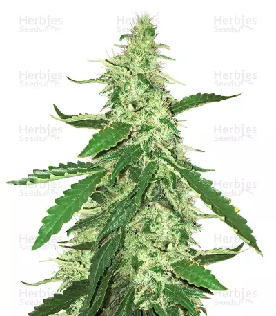 Green Crack (BlimBurn Seeds) Cannabis-Samen