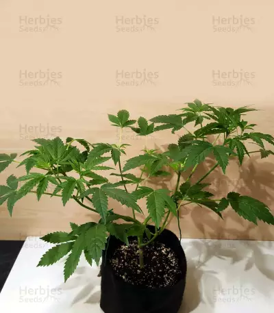 Jack Herer (Kera Seeds) Cannabis-Samen