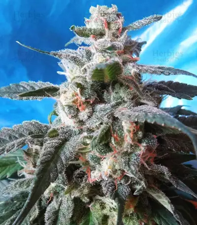 Kali China (Ace Seeds) Cannabis-Samen