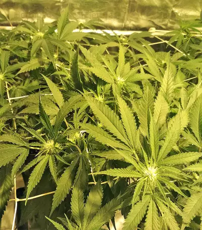 Kripple Roulette (Dr. Krippling Seeds) Cannabis-Samen