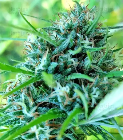Lebanese Regular strain