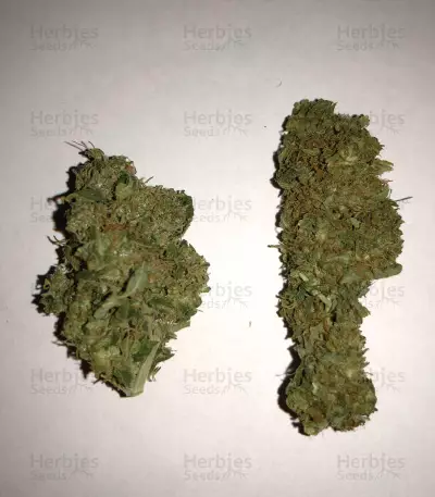 Midnight Kush (G13 Labs) Cannabis-Samen