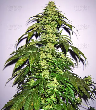 Nepal Jam regular (Ace Seeds) Cannabis-Samen