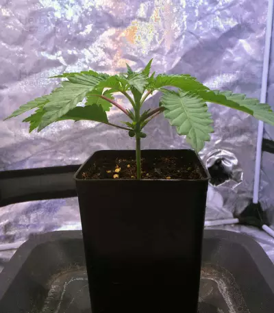 OG Kush CBD (Dinafem Seeds) Cannabis-Samen