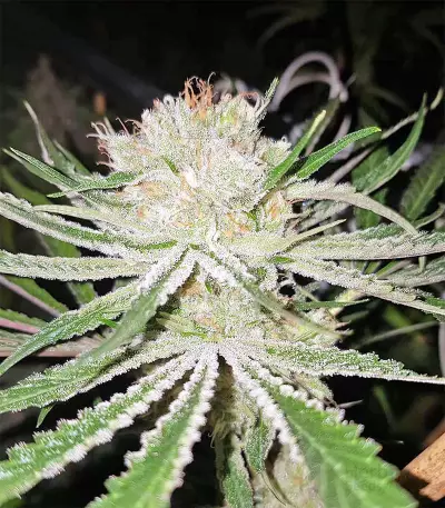 Original Bruce Banner regular (Dark Horse Genetics) Cannabis-Samen