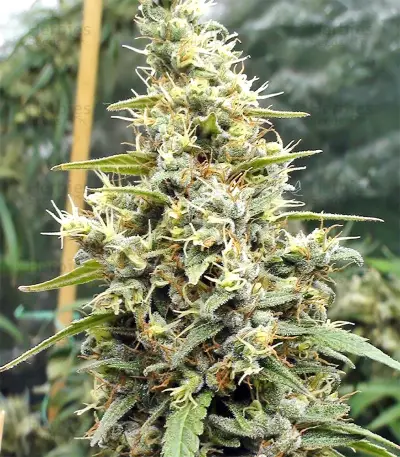 Panama Haze (Ace Seeds) Cannabis-Samen