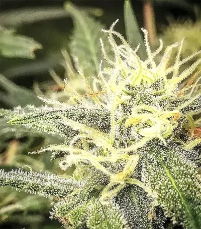 Pineapple (Seedstockers) Cannabis-Samen
