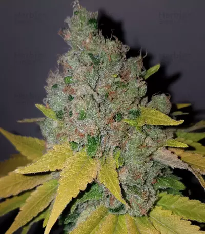 Purple Queen strain