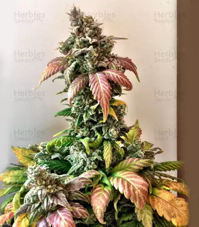 Sour Crack Auto (Mephisto Genetics) Cannabis-Samen