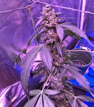 Super Auto Lemon Haze (Original Sensible Seeds) Cannabis-Samen