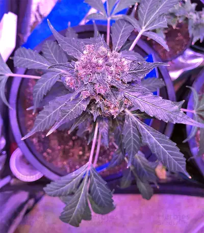 Super Auto Lemon Haze (Original Sensible Seeds) Cannabis-Samen