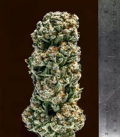 Sweet Bilbo (Genehtik Seeds) Cannabis-Samen