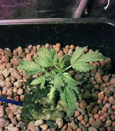 Thin Mint Crack (Seedstockers) Cannabis-Samen