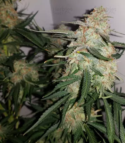 Toof Decay Auto (Mephisto Genetics) Cannabis-Samen
