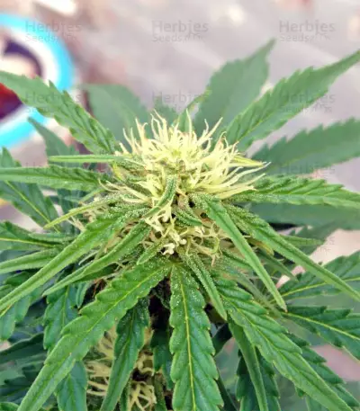 White Widow Auto