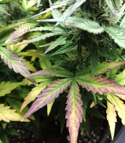 White Widow Autoflowering CBD (Dinafem Seeds) Cannabis-Samen