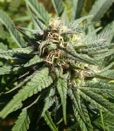 Widow Remedy regular (Barney's Farm) Cannabis-Samen