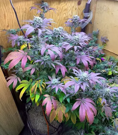 Alien Moonrocks feminisierte Samen (Original Sensible Seeds)