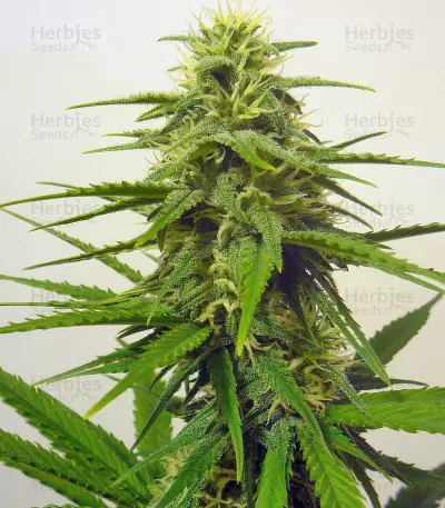 Candy Kush Auto (Auto Seeds) Cannabis-Samen