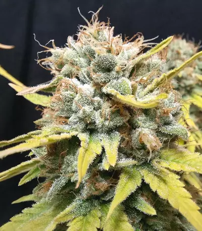 CBG-Force (Dutch Passion)