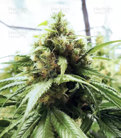 Chiesel (Big Buddha Seeds) Cannabis-Samen