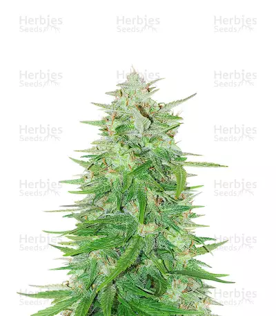 Cosmic Bomb Auto (Bomb Seeds) Cannabis-Samen