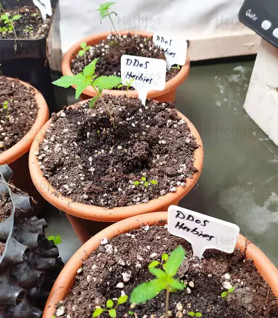 DDoS #33 feminisierte Samen (Herbies Seeds)