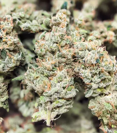 Dozy Cake feminisierte Samen (AlphaFem Seeds)